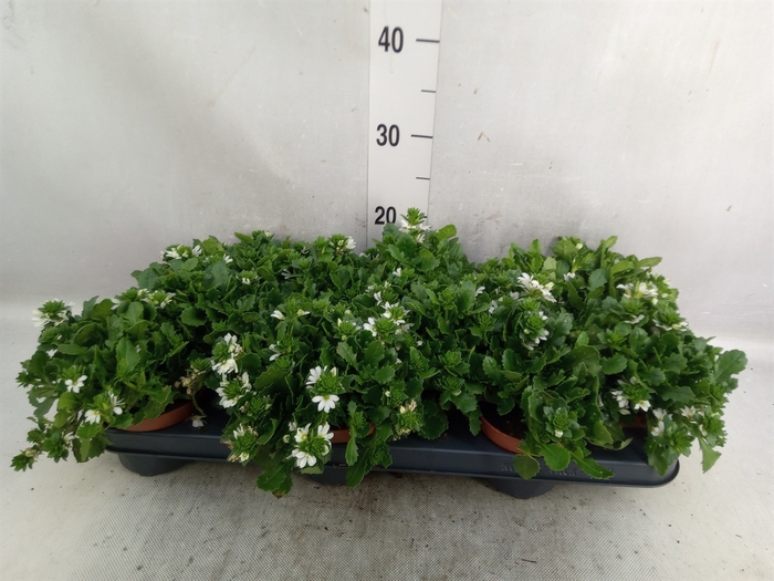 Scaevola  'Whirlwind White'