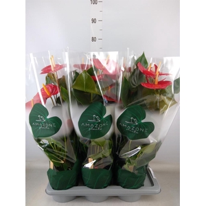 Anthurium andr. 'Idaho'