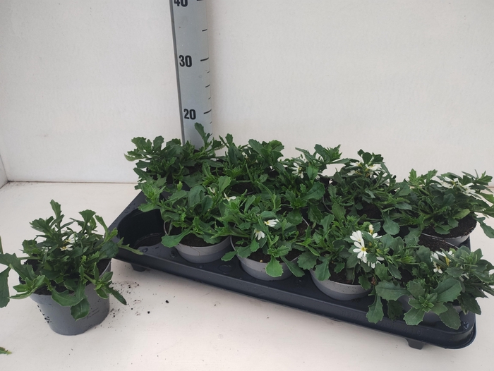 <h4>SCAEV TOPPOT WHITE</h4>