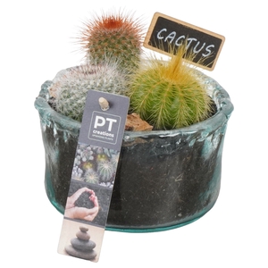 Arr.  Cactus L%
