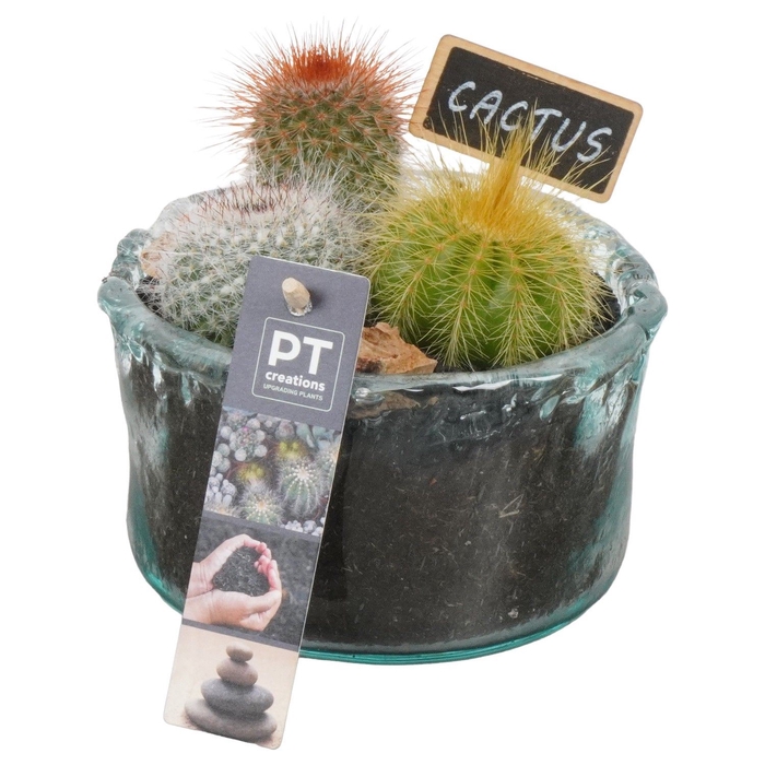<h4>Arr.  Cactus L%</h4>
