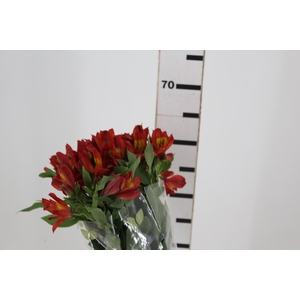 ALST. HOT PEPPER 060 CM