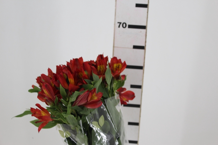 <h4>ALST. HOT PEPPER 060 CM</h4>