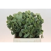 Pittosporum Ilan