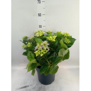 Hydrangea mac. 'Early'