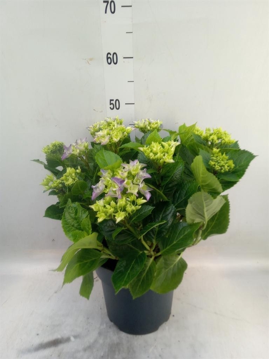 <h4>Hydrangea mac. 'Early'</h4>