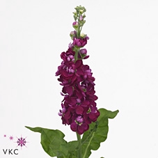 <h4>Matth Phant Mix</h4>