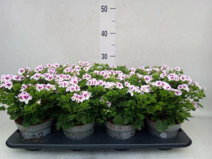 <h4>Pelargonium gran.   ..</h4>