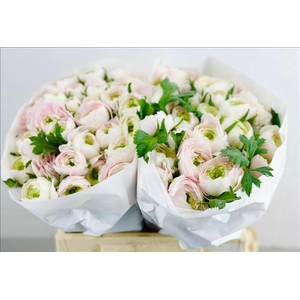 Ranunculus Clooney Hanoi