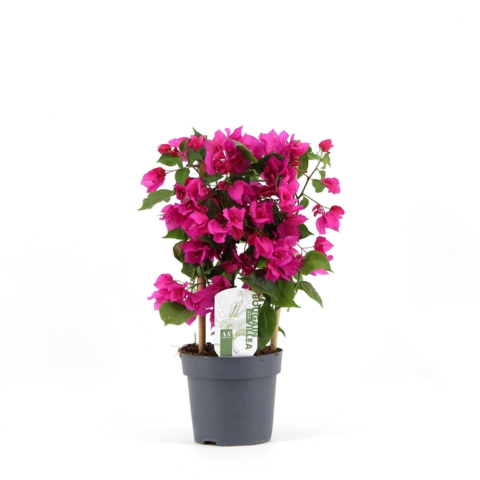 <h4>Bougainvillea  'Sanderiana'</h4>
