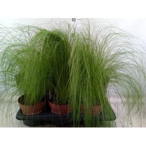 Stipa tenuifolia