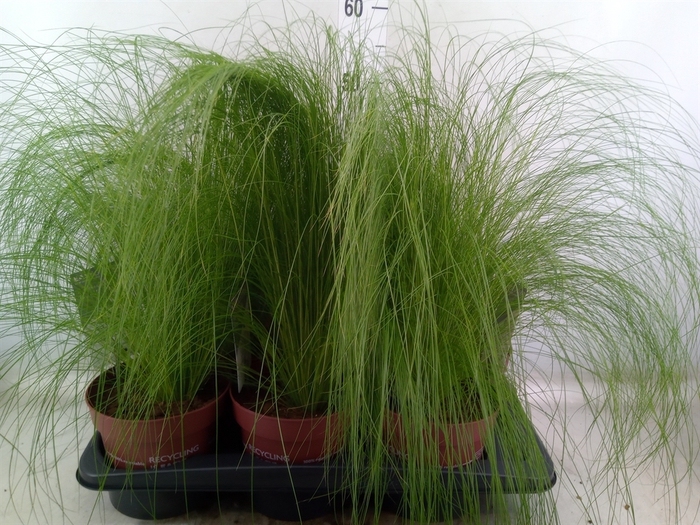 <h4>Stipa tenuifolia</h4>