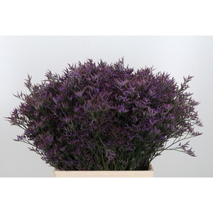 Lim Safora Dark Blue