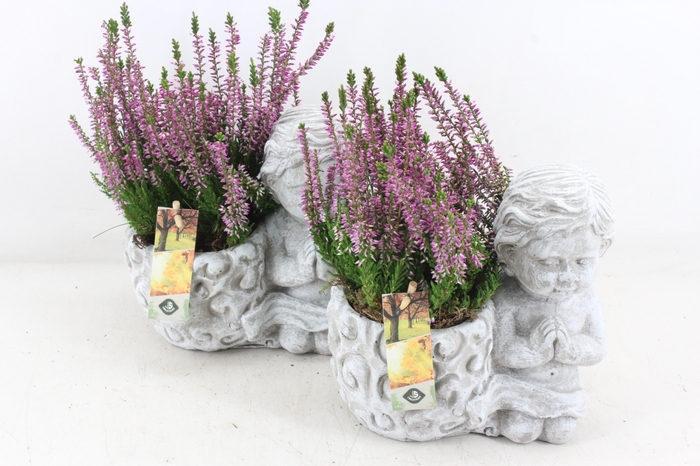 <h4>arr4 Outdoor JS - Cement engel biddend</h4>