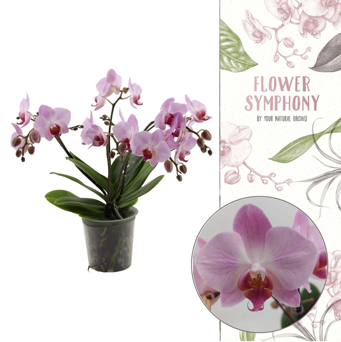 <h4>Flower Symphony | Antwerp | Phal 5+ spike (Ongestokt)</h4>