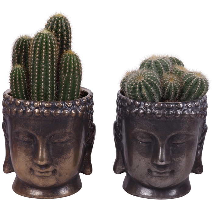 <h4>Cactus mix Ø12cm in Ceramic Buddha Gold/Silver Ø15cm</h4>