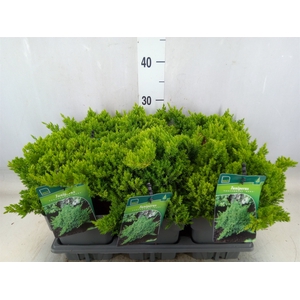 Juniperus procumbens 'Nana'