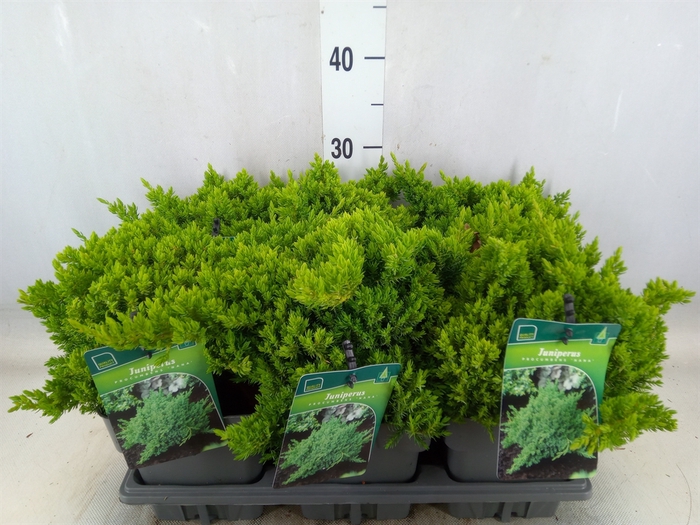 <h4>Juniperus procumbens 'Nana'</h4>