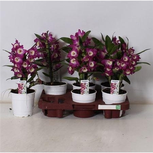 ** Dend Nobile 1-2 Branches * Spring Deal *