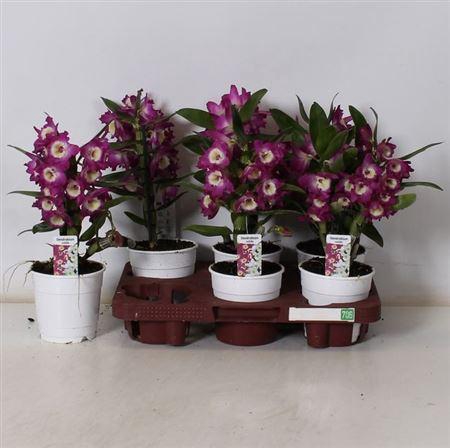 <h4>** Dend Nobile 1-2 Branches * Spring Deal *</h4>