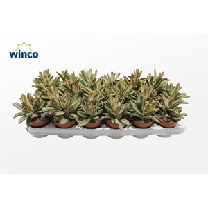 Kalanchoe Tomentosa Golden Girl