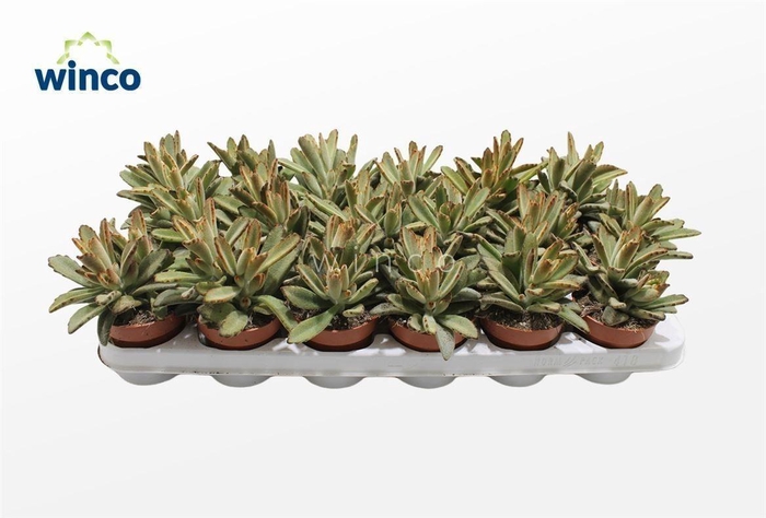 Kalanchoe Tomentosa Golden Girl