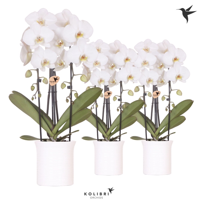 <h4>Kolibri Orchids Phalaenopsis Cascade Niagara Fallwhite 2 spike in Furrow pot white</h4>