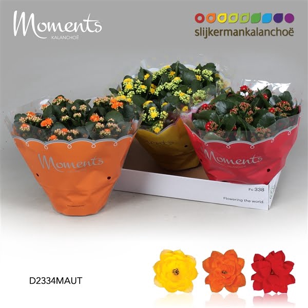 <h4>Kalanchoe Moments - Autumn Moments</h4>