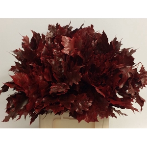 Quer Rubra Rood