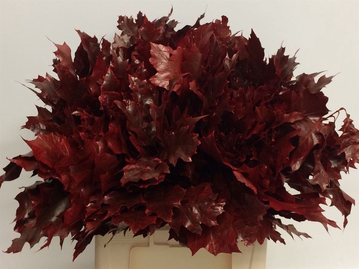 <h4>Quer Rubra Rood</h4>