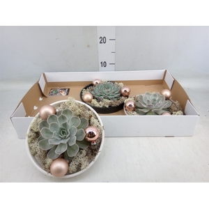 Arr.  Succulents L%