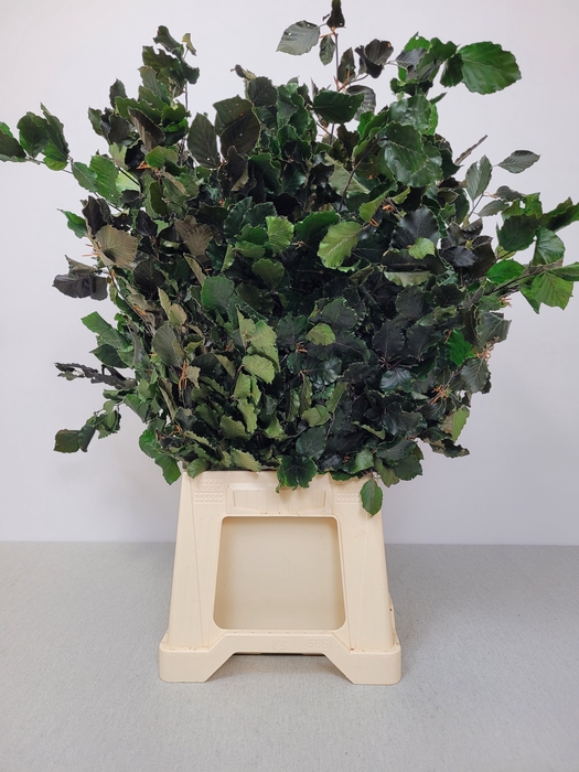 GESTABILISEERD BEUK GROEN