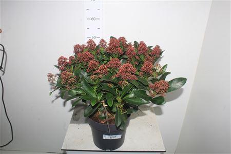 <h4>Skim J Rubella 15+</h4>