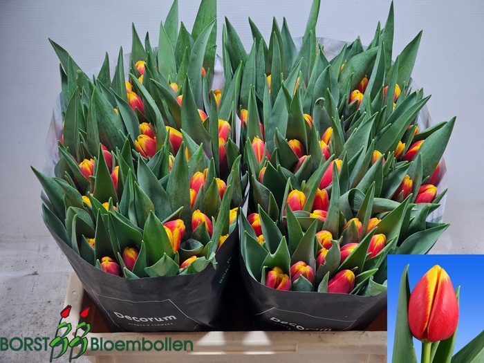 <h4>TU EN READY</h4>