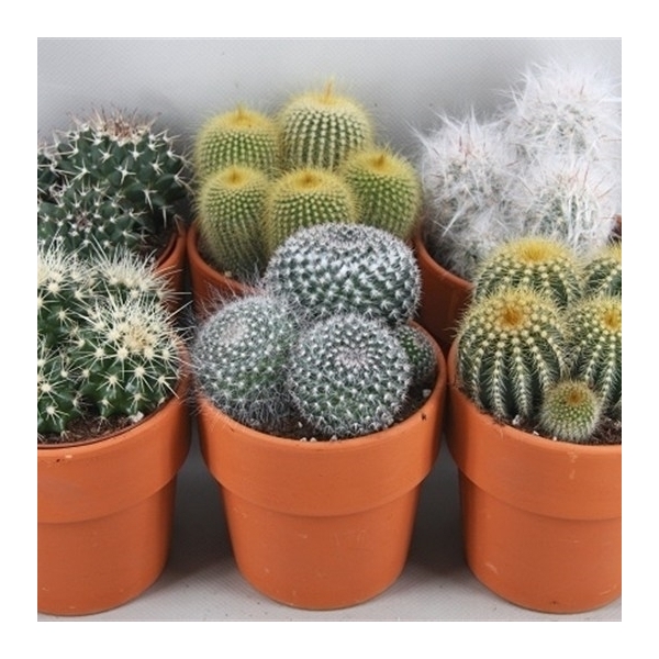 <h4>Cactus gemengd</h4>