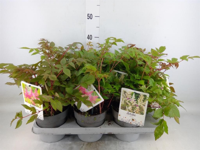 <h4>Astilbe   ...mix 3</h4>