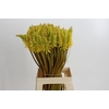 Kniphofia Eycone Yellow