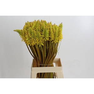 Kniphofia Eycone Yellow