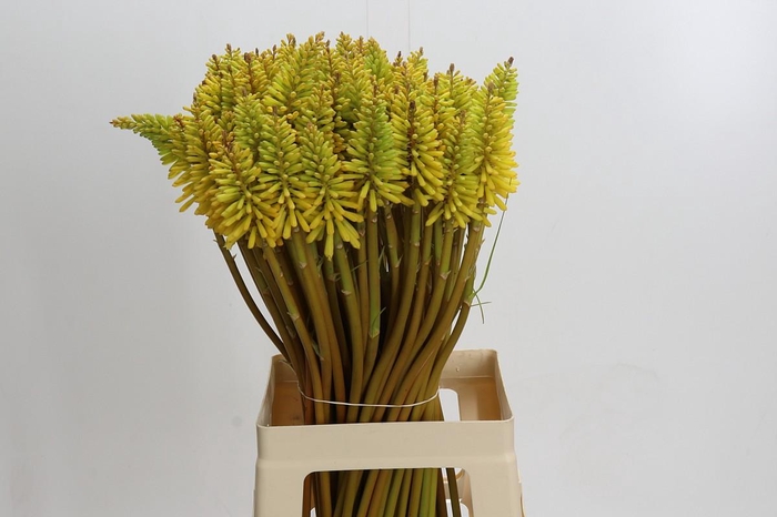 <h4>Kniphofia Eycone Yellow</h4>