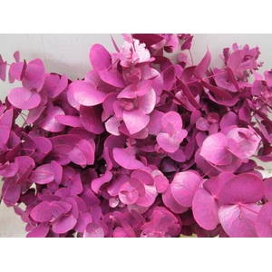 Euc Cinerea Cerise