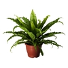 ASPLENIUM OSAKA CRESPO P14