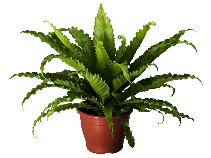 <h4>ASPLENIUM OSAKA CRESPO P19</h4>