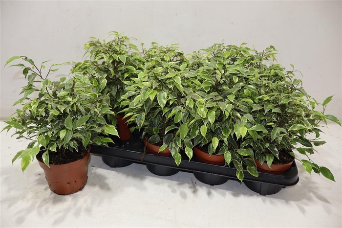 <h4>Fic Be Kinky</h4>