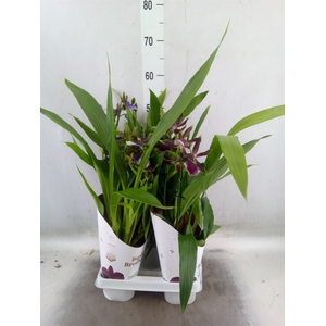 Zygopetalum  'Louisendorf'