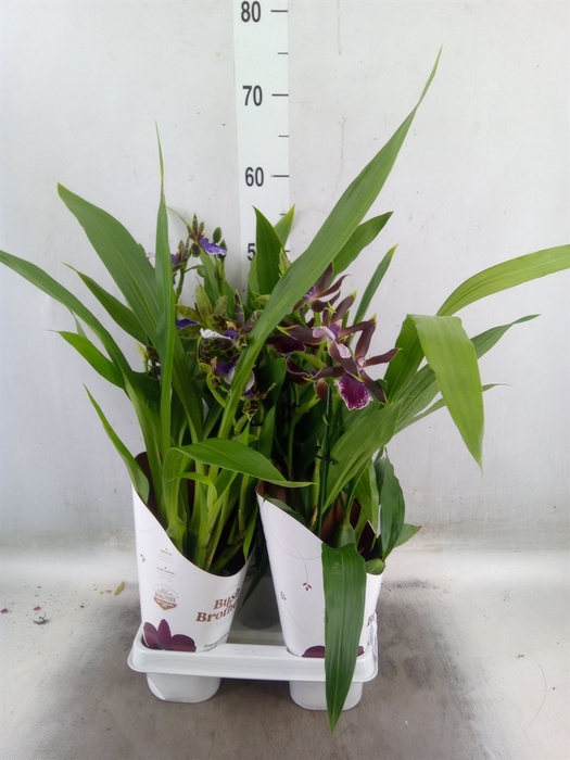 <h4>Zygopetalum  'Louisendorf'</h4>