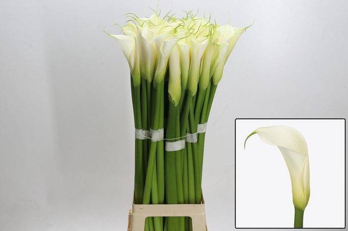 <h4>ZANT AE EYD WHITE</h4>