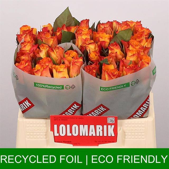 <h4>R Gr Marie-claire Extra Lolo</h4>