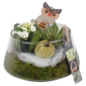 PTHG3401 Arrangementen kamerplanten