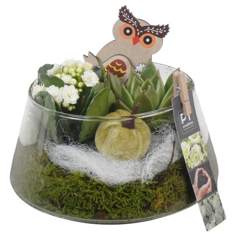<h4>PTHG3401 Arrangementen kamerplanten</h4>