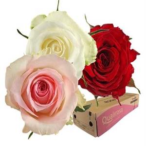 R Gr Mix Easy Lover -in box